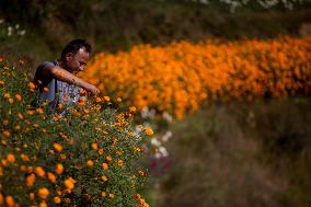 NEPAL-KATHMANDU-TIHAR-MARIGOLD FLOWERS