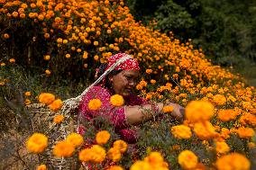 NEPAL-KATHMANDU-TIHAR-MARIGOLD FLOWERS