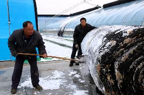 A Vegetable Greenhouse in Binzhou