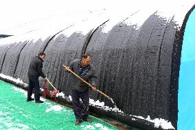 A Vegetable Greenhouse in Binzhou