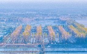 Poplar Trees at Hongze Lake Wetland in Suqian