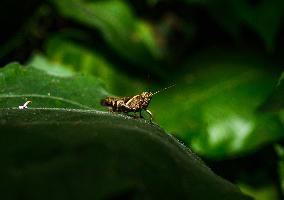 Short-horned Grasshopper - Pezotettix Giornae