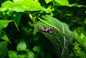 Short-horned Grasshopper - Pezotettix Giornae