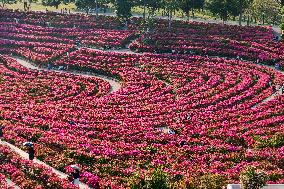 Tourists View Triangular Plum in Nanning