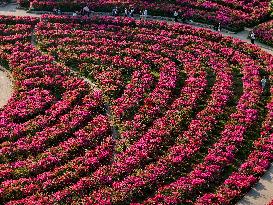 Tourists View Triangular Plum in Nanning