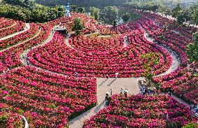 Tourists View Triangular Plum in Nanning