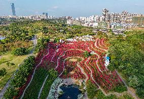 Tourists View Triangular Plum in Nanning