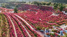 Tourists View Triangular Plum in Nanning