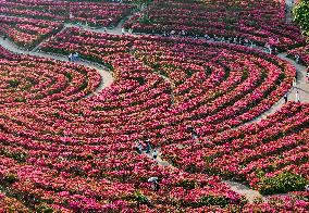 Tourists View Triangular Plum in Nanning