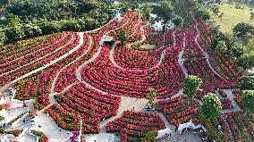 Tourists View Triangular Plum in Nanning