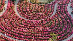 Tourists View Triangular Plum in Nanning