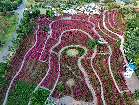 Tourists View Triangular Plum in Nanning