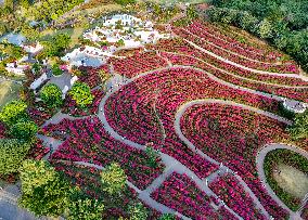 Tourists View Triangular Plum in Nanning