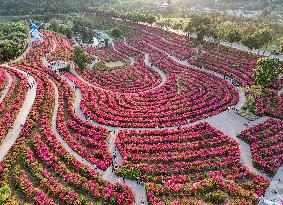 Tourists View Triangular Plum in Nanning