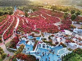 Tourists View Triangular Plum in Nanning