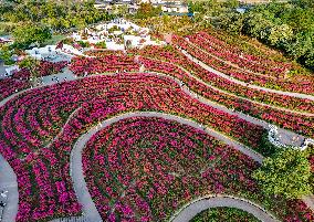 Tourists View Triangular Plum in Nanning