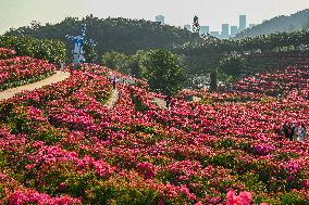 Tourists View Triangular Plum in Nanning