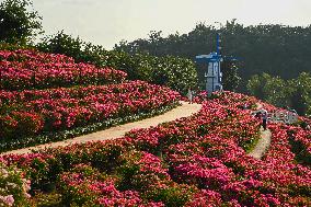 Tourists View Triangular Plum in Nanning