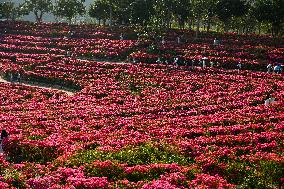 Tourists View Triangular Plum in Nanning