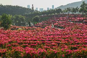 Tourists View Triangular Plum in Nanning