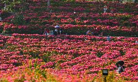 Tourists View Triangular Plum in Nanning