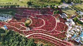 Tourists View Triangular Plum in Nanning