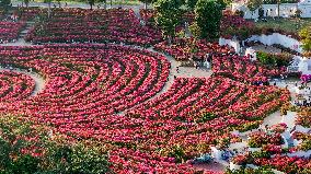 Tourists View Triangular Plum in Nanning