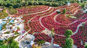 Tourists View Triangular Plum in Nanning