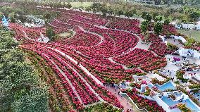 Tourists View Triangular Plum in Nanning