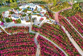 Tourists View Triangular Plum in Nanning