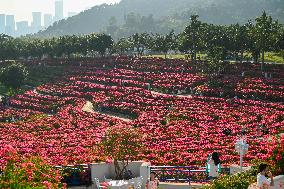 Tourists View Triangular Plum in Nanning