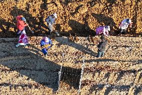 Farmers Harvest Yam in Improved Sandy Land in Ordos