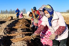 Farmers Harvest Yam in Improved Sandy Land in Ordos