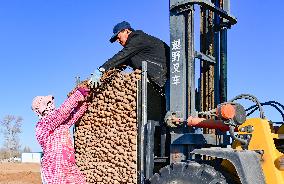 Farmers Harvest Yam in Improved Sandy Land in Ordos