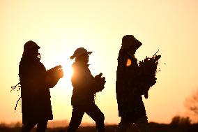 Farmers Harvest Yam in Improved Sandy Land in Ordos