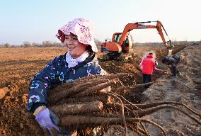 Farmers Harvest Yam in Improved Sandy Land in Ordos