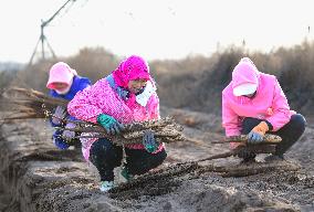 Farmers Harvest Yam in Improved Sandy Land in Ordos