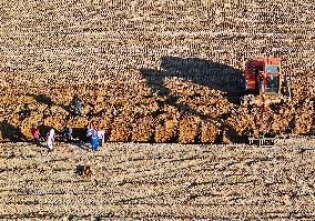 Farmers Harvest Yam in Improved Sandy Land in Ordos