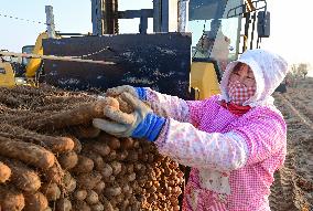 Farmers Harvest Yam in Improved Sandy Land in Ordos