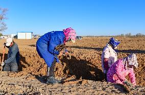 Farmers Harvest Yam in Improved Sandy Land in Ordos