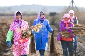 Farmers Harvest Yam in Improved Sandy Land in Ordos