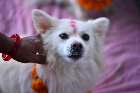 Kukur Puja Or Dog Festival Celebrated In Nepal