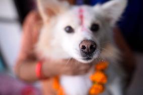 Kukur Puja Or Dog Festival Celebrated In Nepal