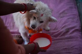 Kukur Puja Or Dog Festival Celebrated In Nepal