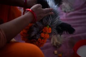 Kukur Puja Or Dog Festival Celebrated In Nepal