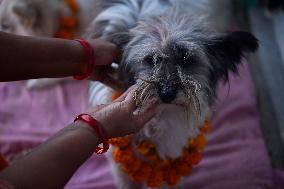 Kukur Puja Or Dog Festival Celebrated In Nepal