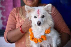 Kukur Puja Or Dog Festival Celebrated In Nepal