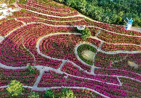 Tourists View Triangular Plum in Nanning
