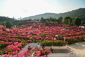 Tourists View Triangular Plum in Nanning