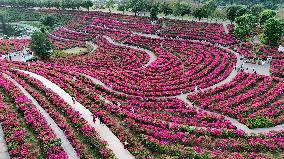 Tourists View Triangular Plum in Nanning